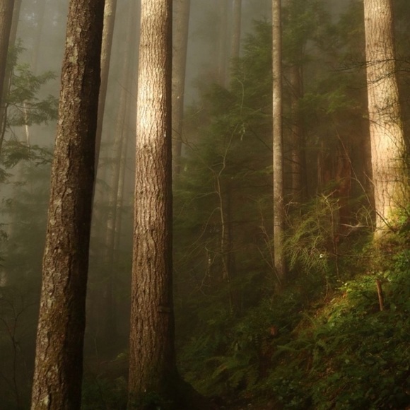 Meet your Posher, Elizabeth - Picture 1 of 16